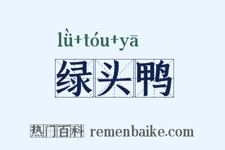 绿头鸭是什么意思的图片